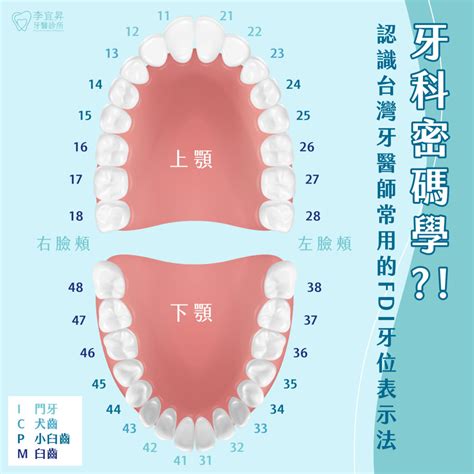 牙齒小顆面相|10種齒相看透人的性格和運勢(組圖) 牙齒 